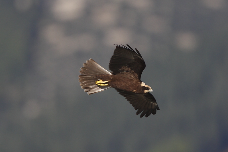 Falco di palude (serie)